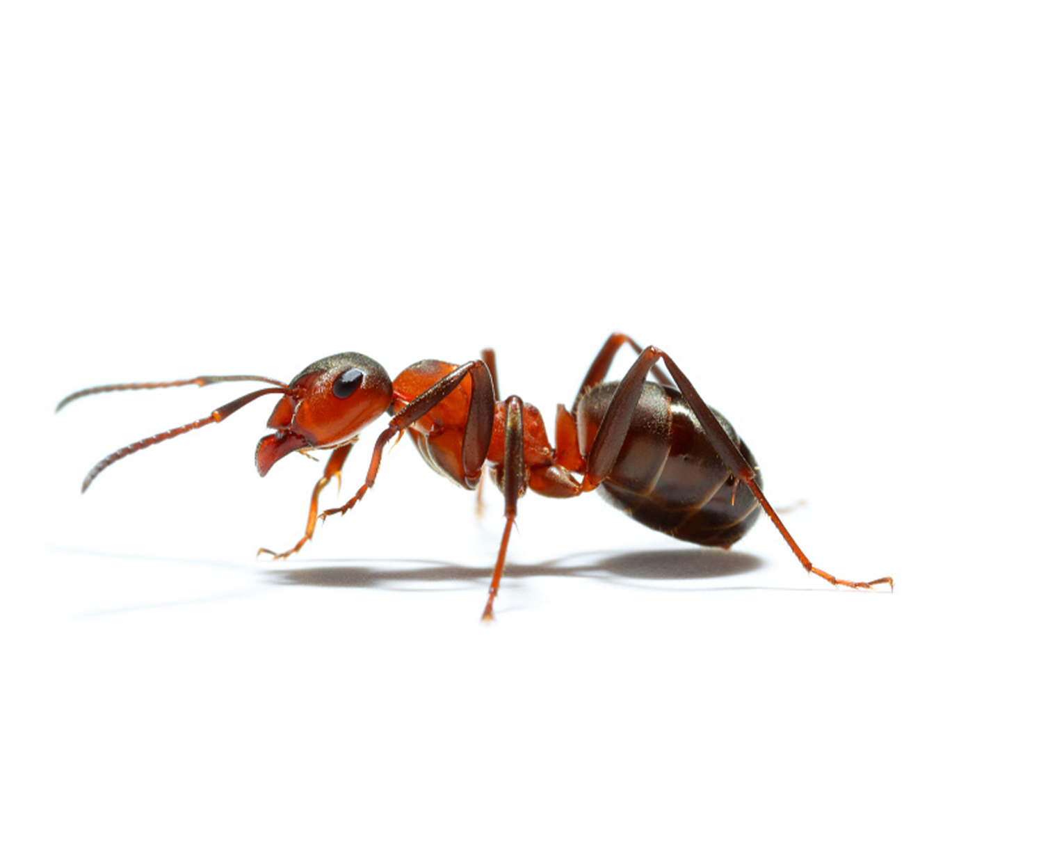ant-control.png