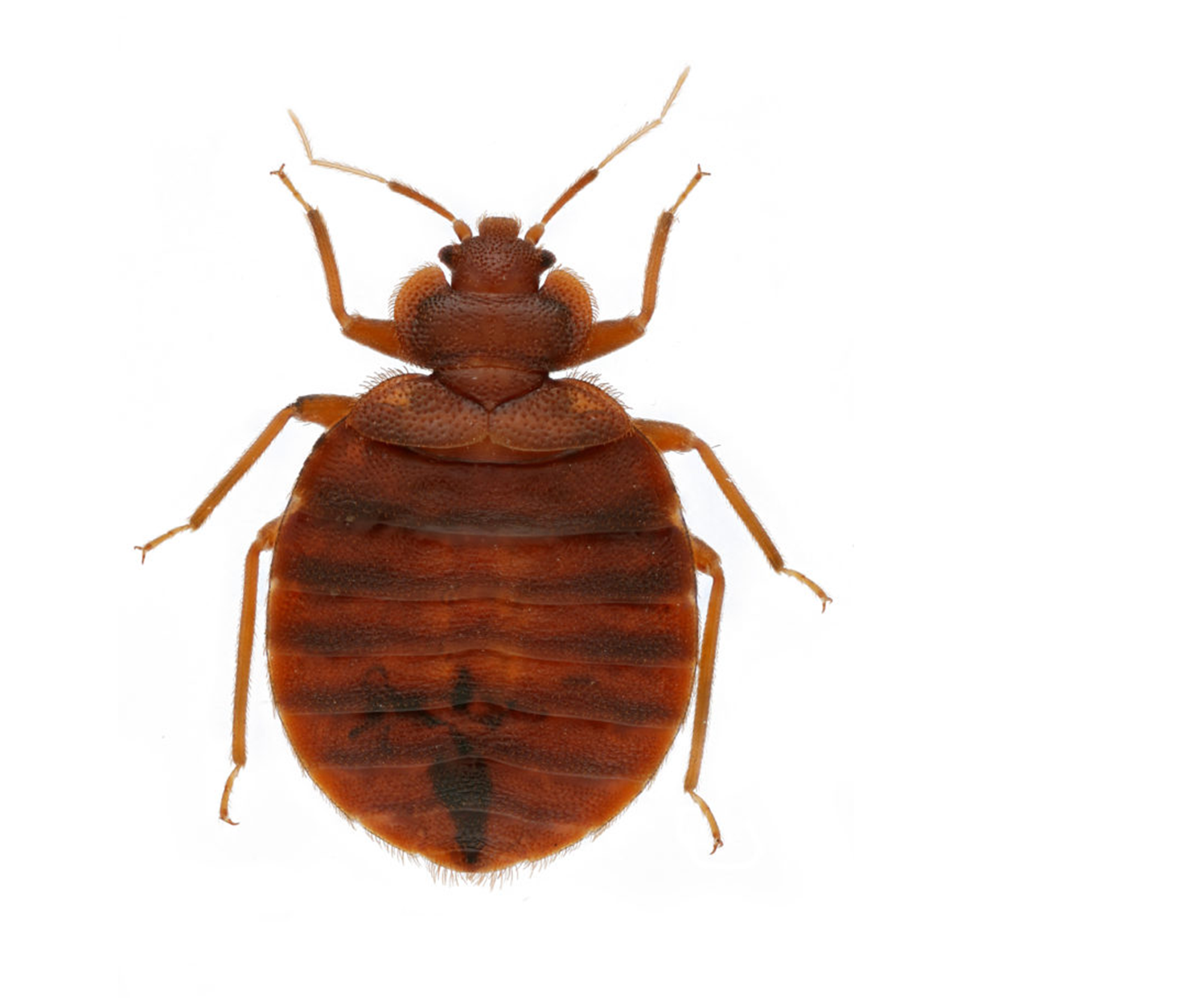 bedbug-control.png
