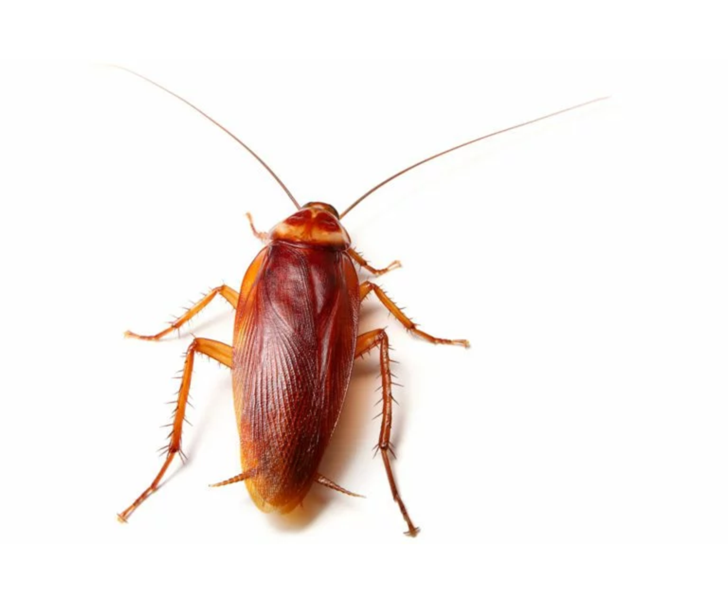 cockroach-control.png