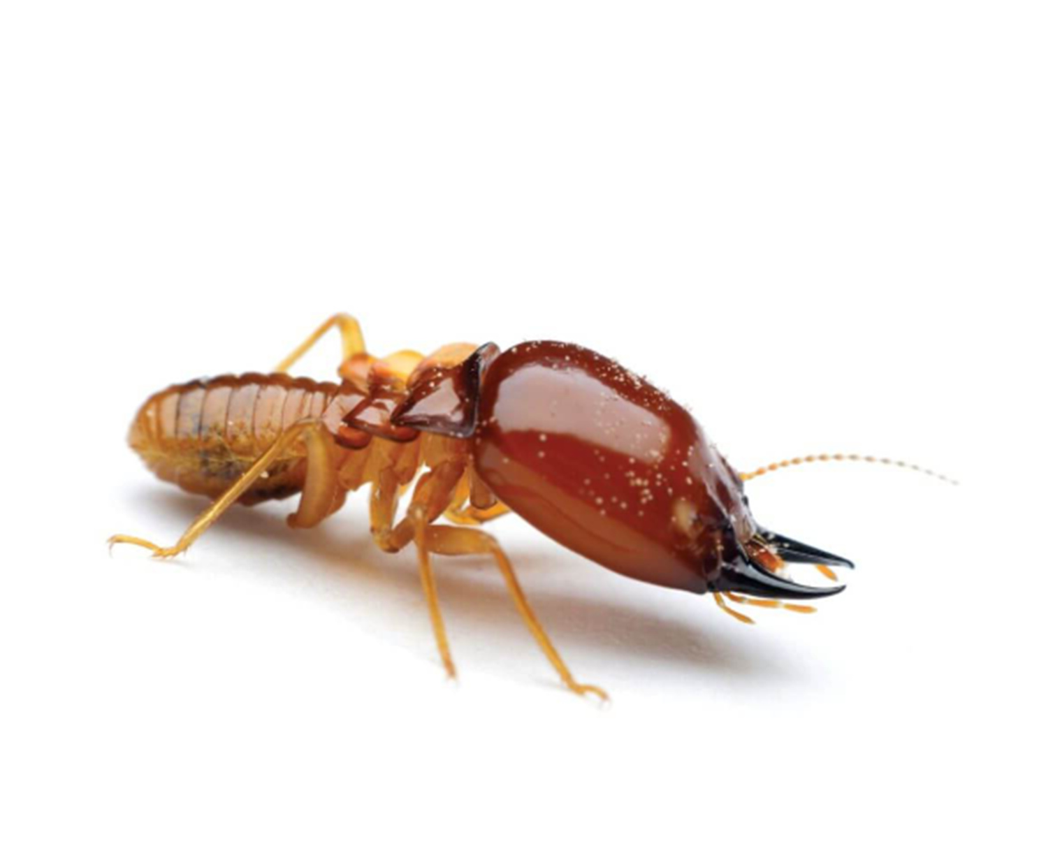 termite-control.png